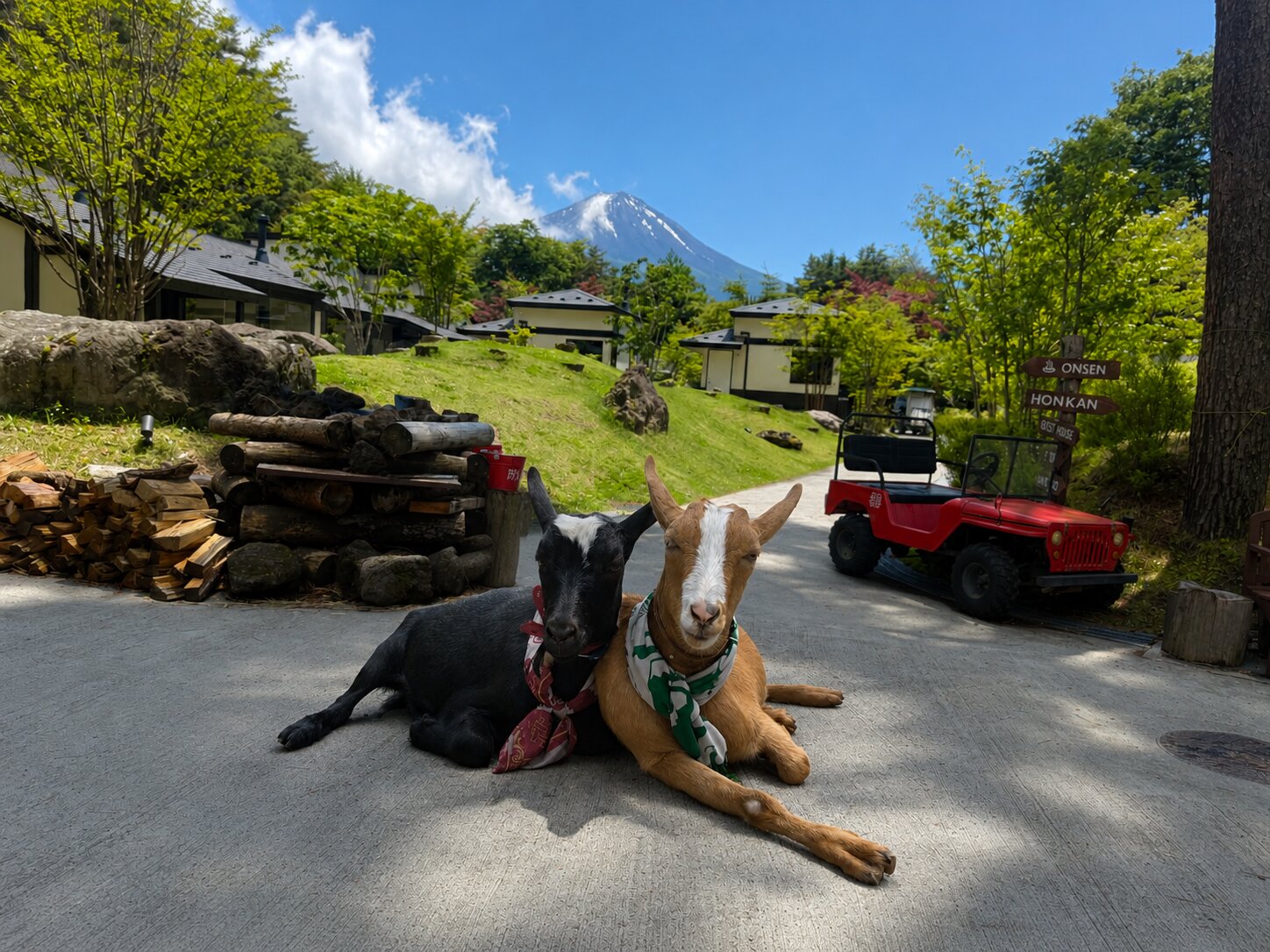 富士山を背景にくつろぐヤギのシツジ「たろ」と「じろ」｜ハンズアウトドアリゾート河口湖