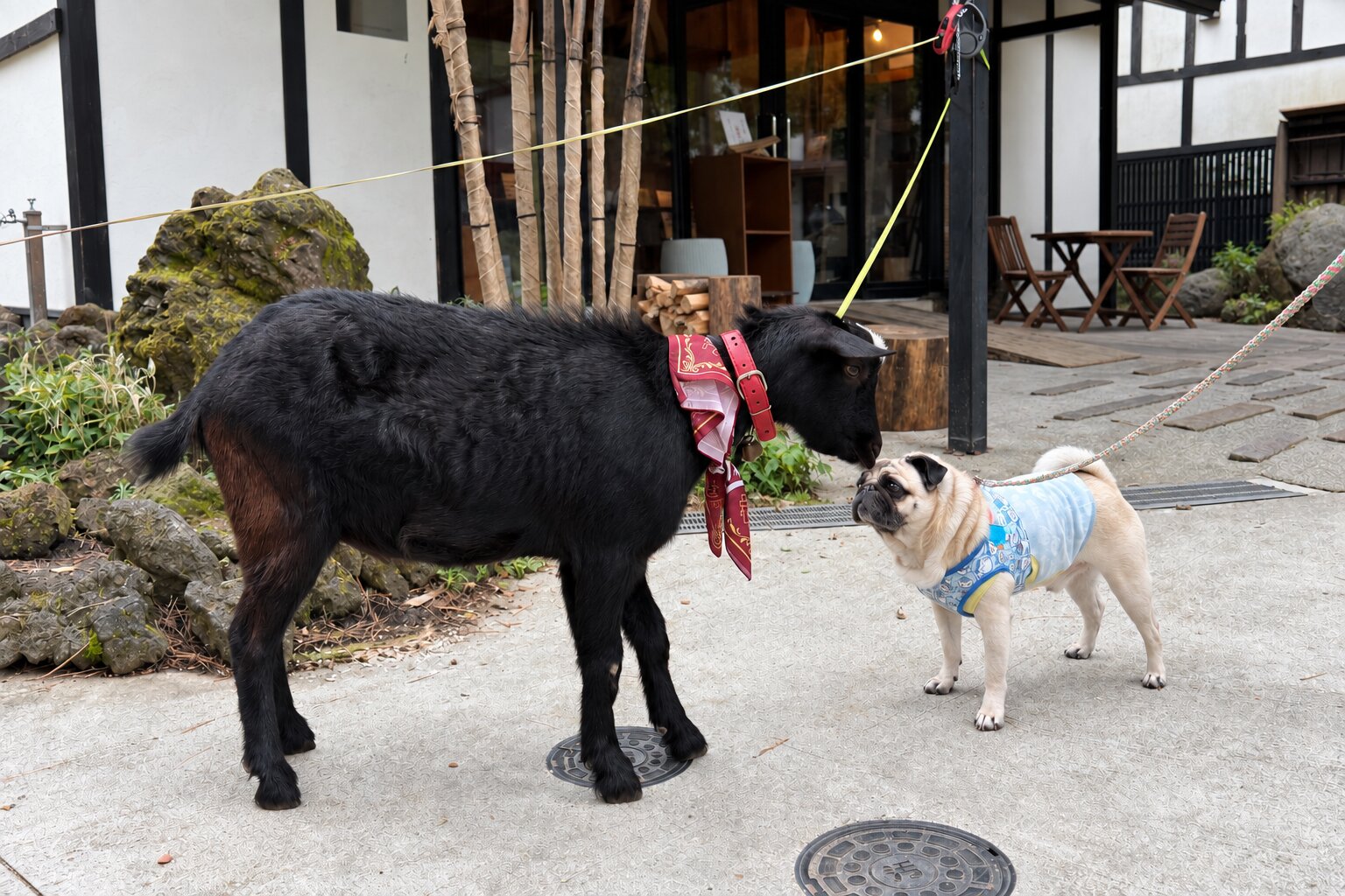 ヤギとパグの対面｜ワンちゃんと泊まれるVILLA｜ハンズアウトドアリゾート河口湖